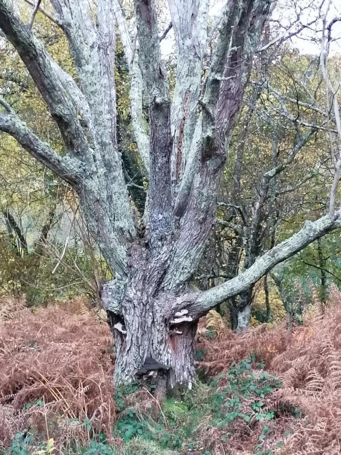 Lovaton Okehampton